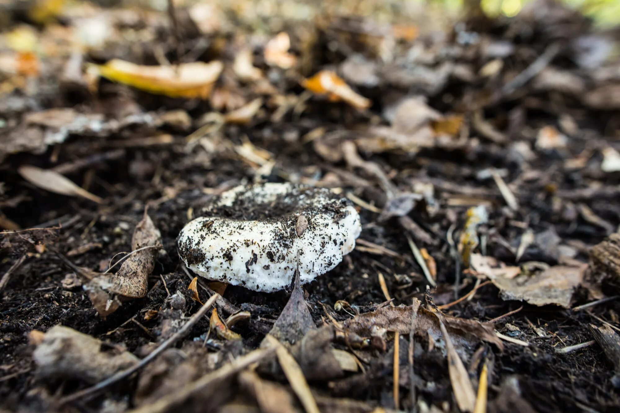 Шампиньоны черные под шляпкой. Шампиньоны внутри. Шампиньоны темные внутри. Шампиньоны внутри. Шампиньоны внутри.