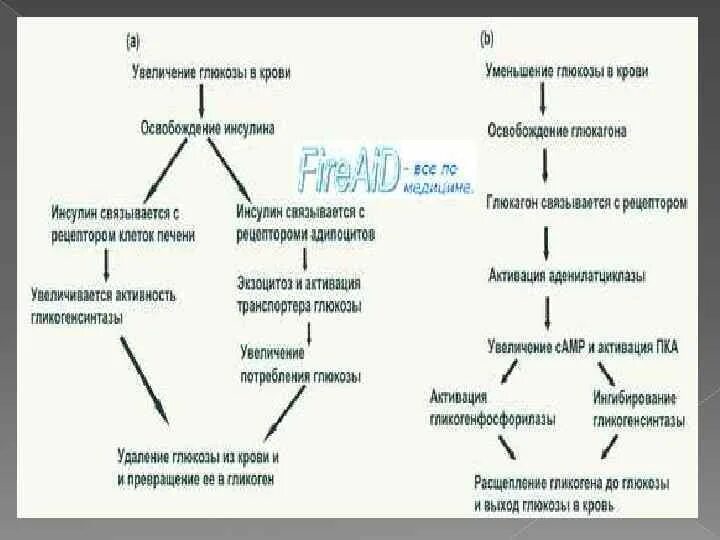 Повышение глюкозы в крови гормон. Регуляция уровня Глюкозы в крови схема. Гуморальная регуляция уровня Глюкозы в крови. Механизм регуляции уровня инсулина в крови. Влияние инсулина на уровень Глюкозы в крови биохимия таблица.