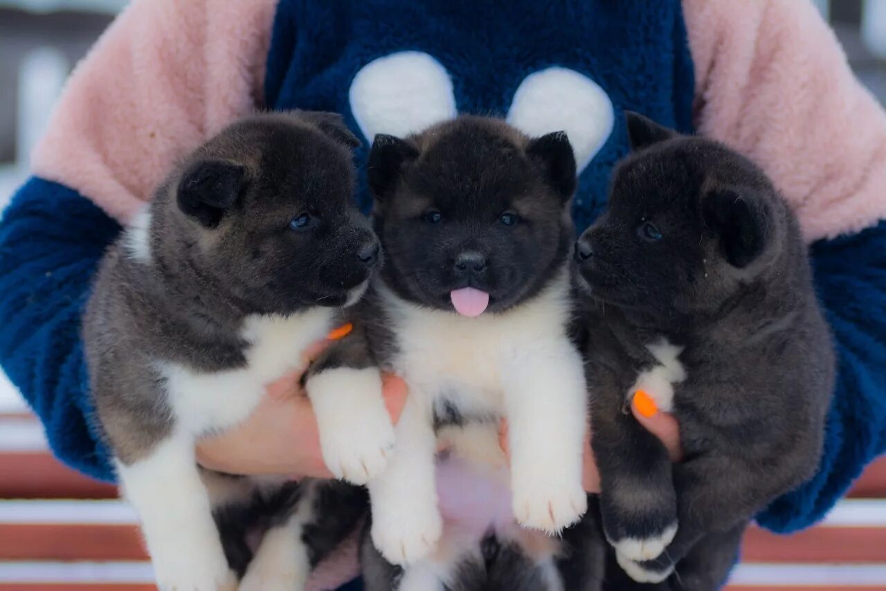 питомники щенков американского акиты в москве. питомник собак американская акита. питомники щенков американского акиты в москве. американская акита. питомник ричи экшен американская акита.