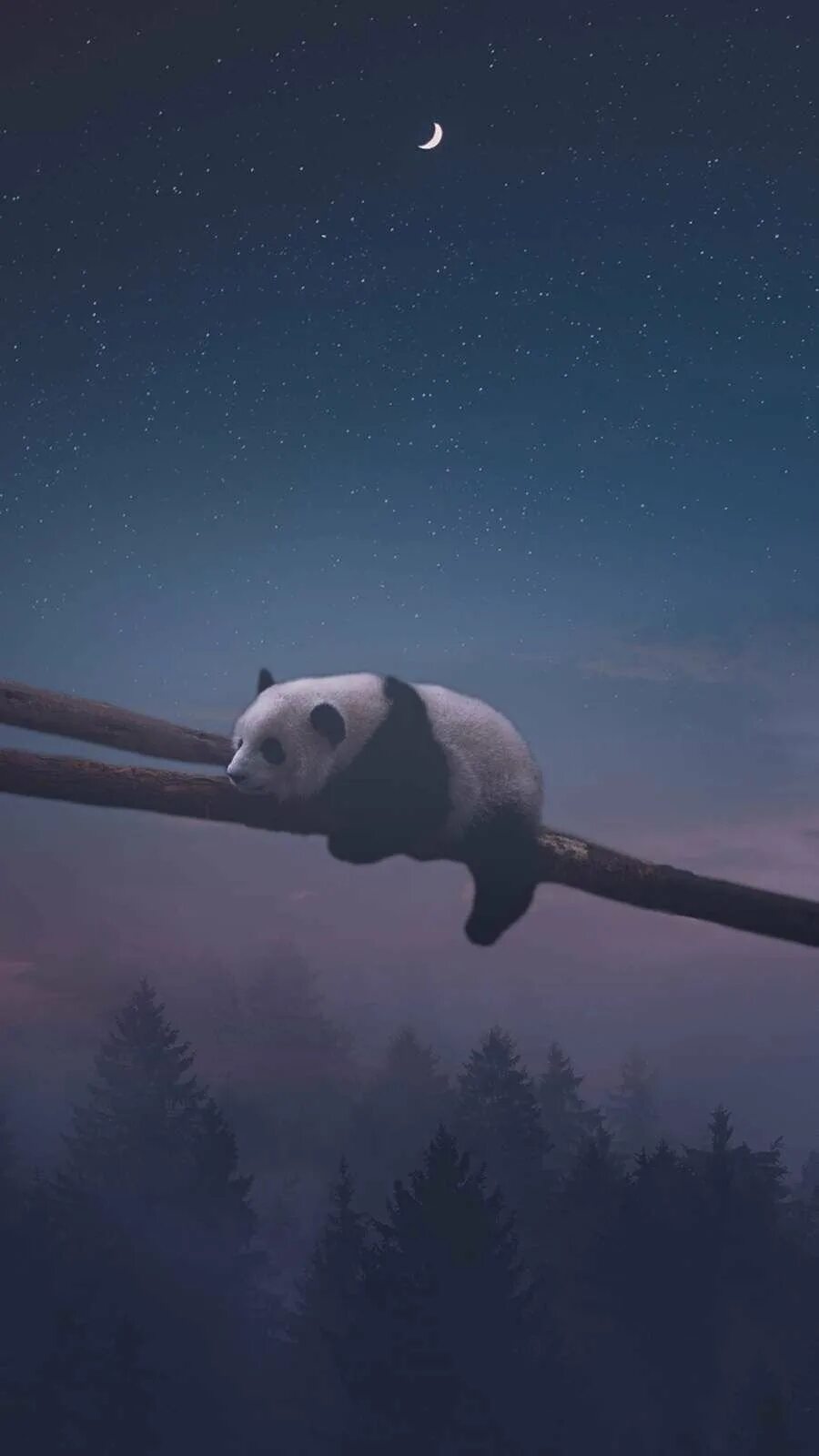 Night pandas