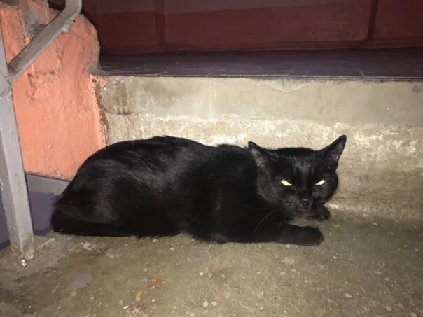 Под черным 18. Найдена черная кошка Екатеринбург. Найден кот черный Королев. Котенок в подъезде черный гладкошерстный. Черная кошка в подъезде.