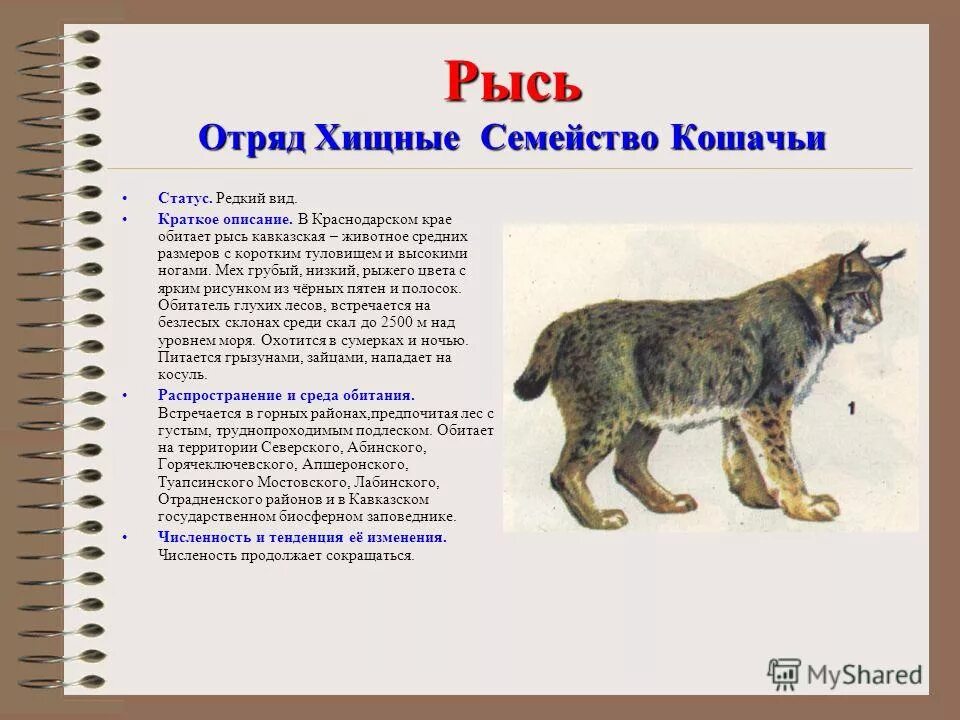 Краткое содержание коту