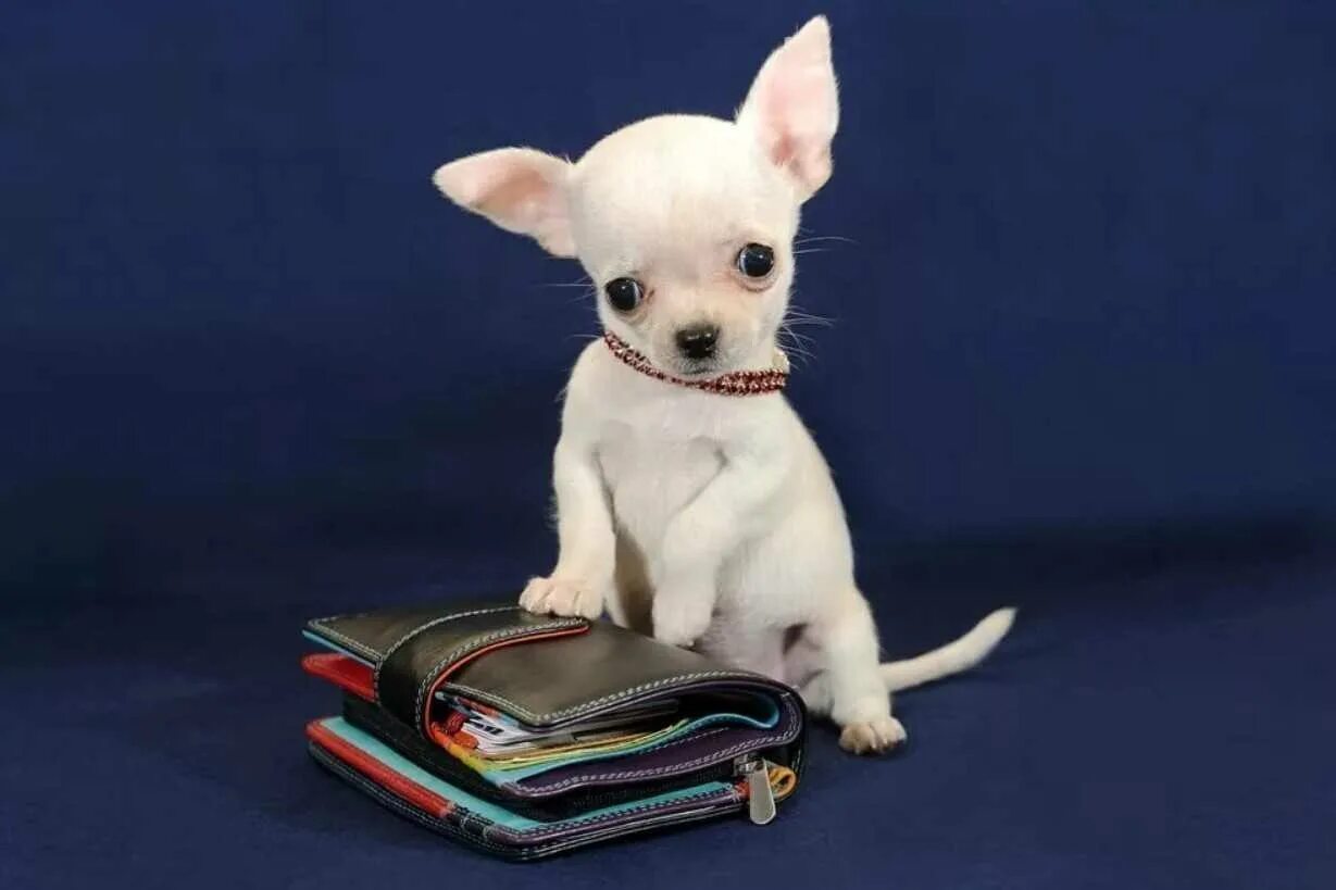 Название породы самой маленькой собаки. Чихуахуа карманная бесшерстная. Маленькие собачки чихуахуа. Чихуахуа БУБУ. Чихуахуа карманная карликовая.