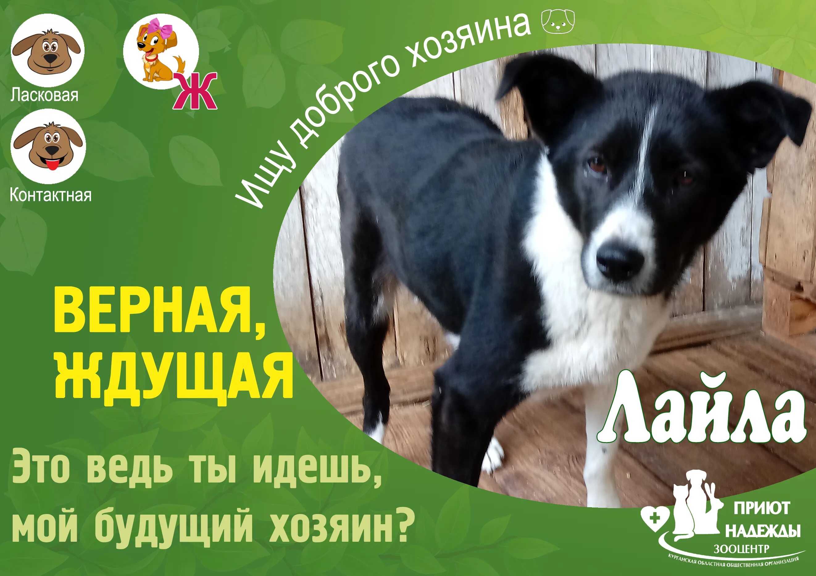 приют надежды вологда адрес. озж приют надежды вологда.