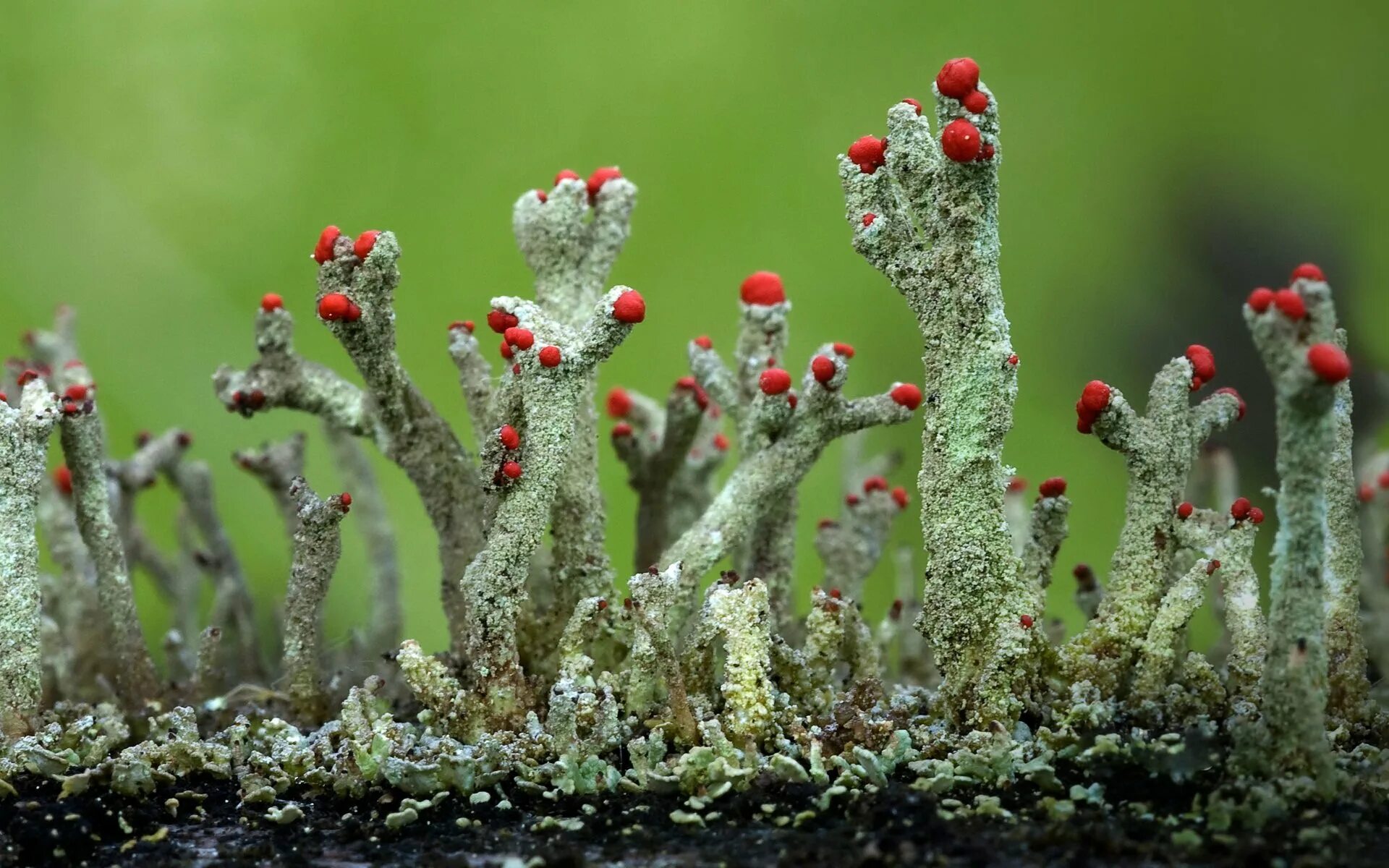 Грибы фотосинтезируют. Кладония лишайник. Кладония красноплодная. Cladonia floerkeana кладония. Кладония маргариткоцветная.