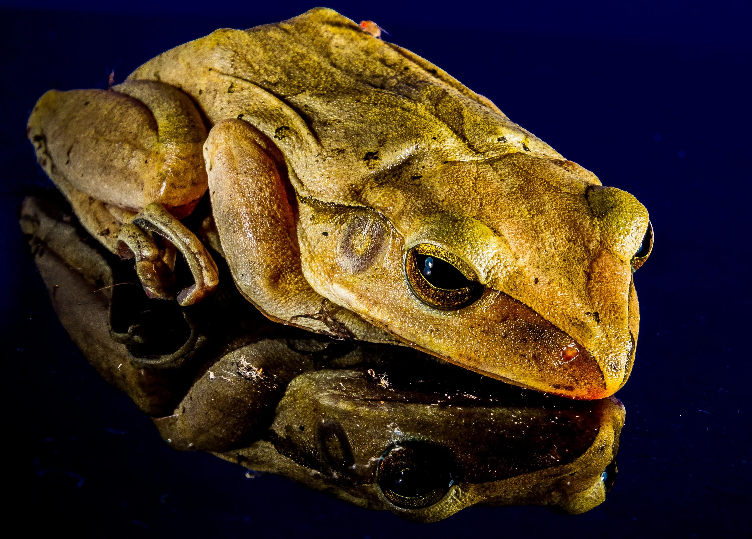 Бесхвостые земноводные Жабы. Южно африканской Жабы Bufo superciliaris. Жаба большерот. Носатая жаба.