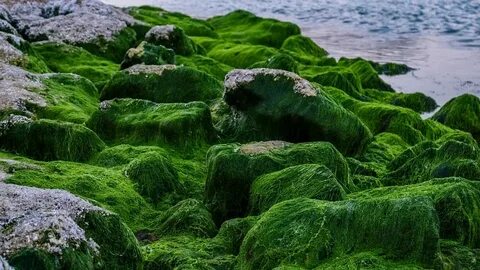 Водоросли помогут спасти экосистему