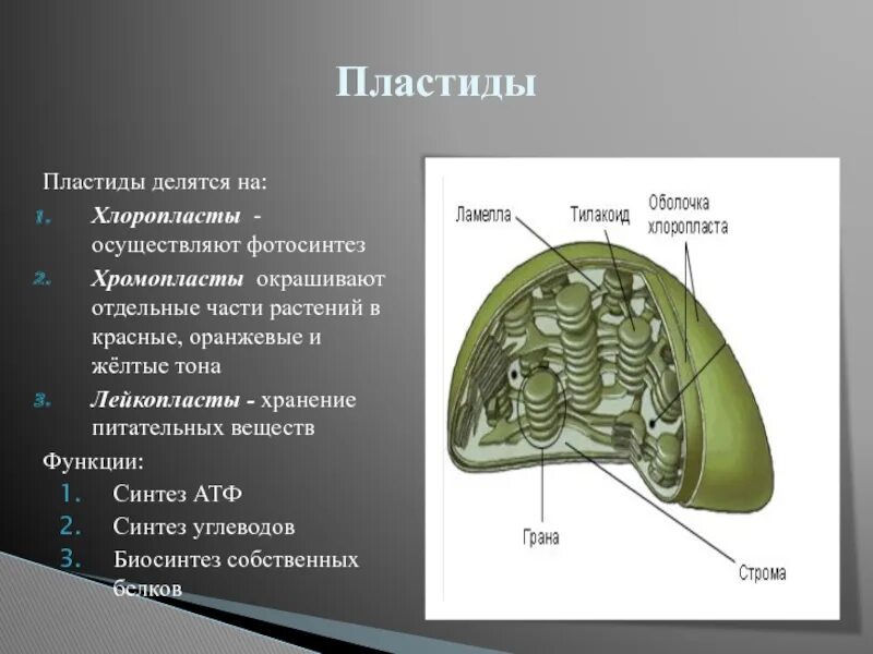 Признаками хлоропластов являются. Хлоропласты строение и функции. Пластиды строение. Хлоропласты функции. Пластиды делятся на.