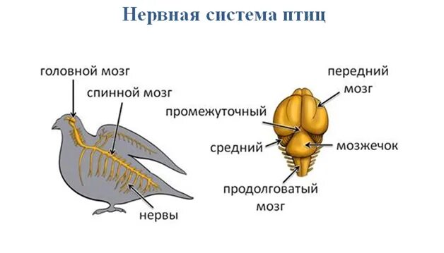 Отделы головного мозга у птиц схема. Строение головного мозга птиц. Нервная система птиц строение головного мозга. Нервная система птиц 7 класс биология. Какие отделы головного мозга птиц развиты лучше