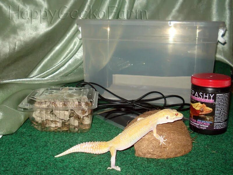 эублефар с рахитом. геккон эублефар домик. геккон эублефар в террариуме. геккон эублефар в террариуме. что нужно для эублефара.