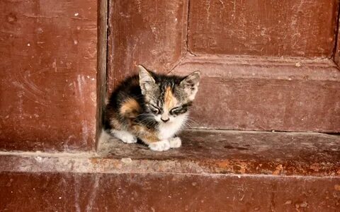 Подобрала бездомного котенка