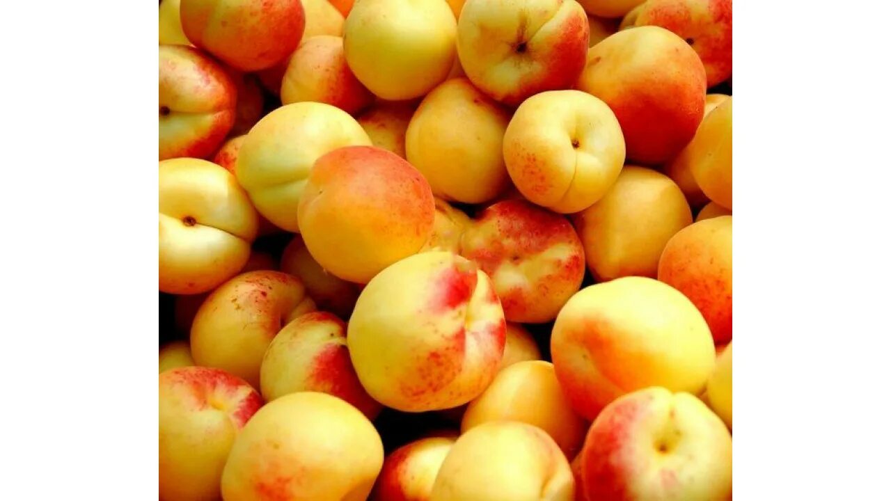 Free Images : leaf, food, produce, fresh, closeup, juicy, apricot, background, f