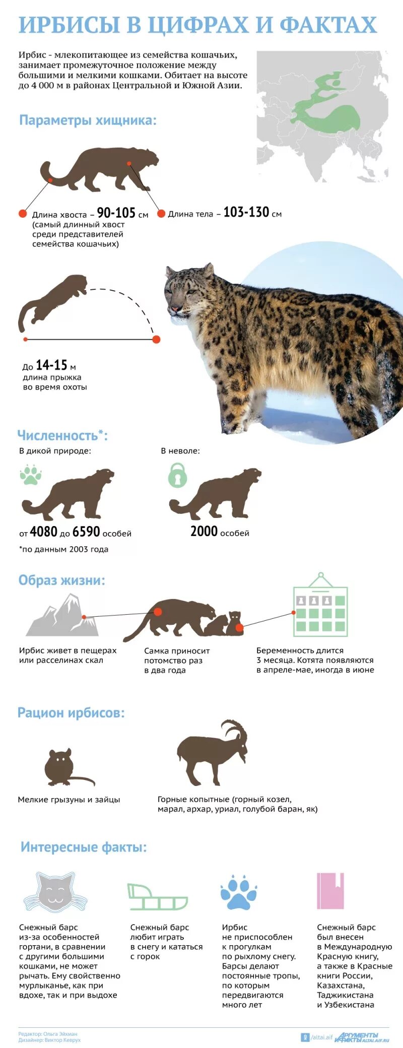 Где водится снежный барс. Снежный барс тянь шань. Ирбис семейство кошачьих. Снежный барс ирбис. Снежный барс на памире.