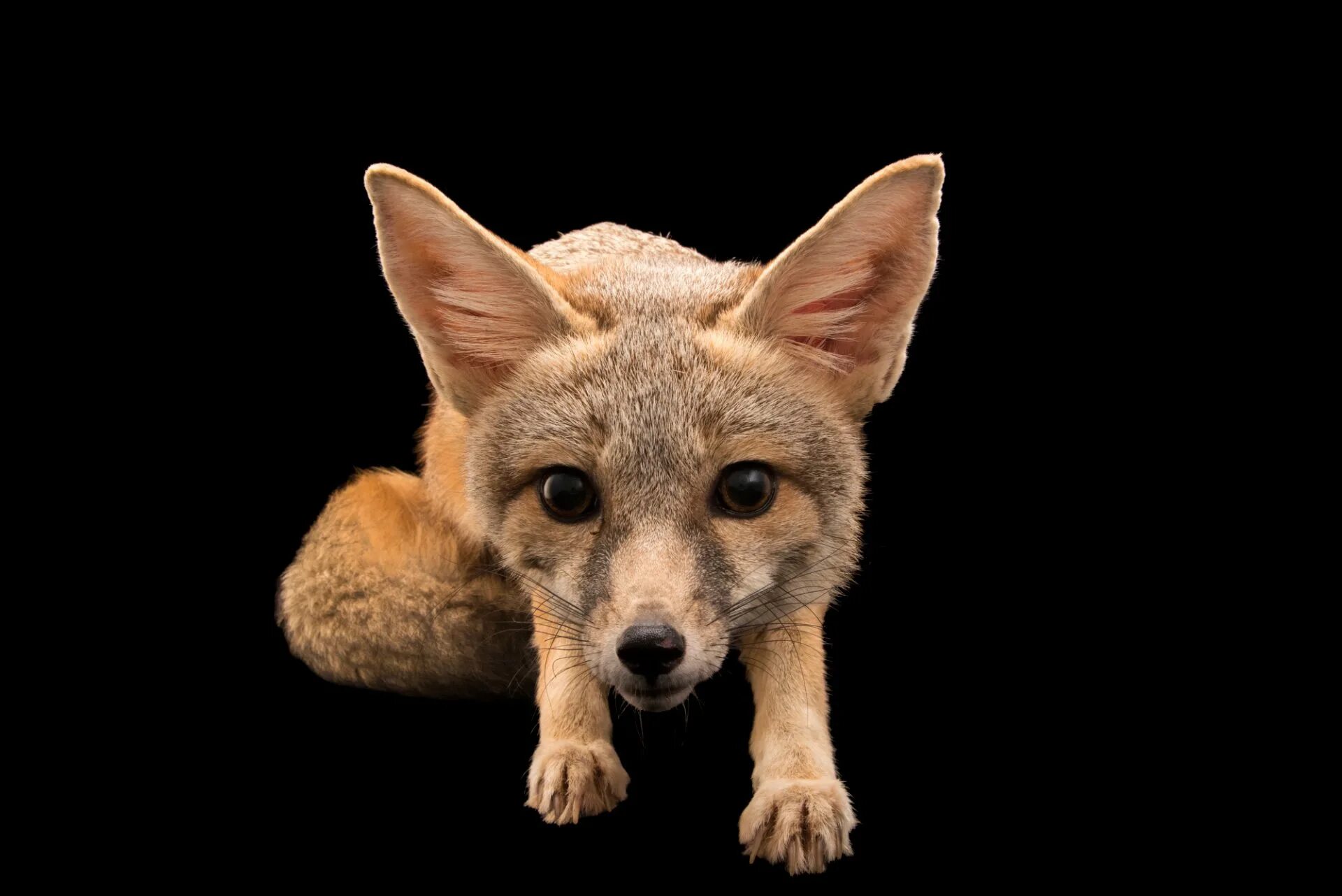 Kit fox. Фокс Лис люркер. Kit Fox животное. Кит Фокс животное. Kit Fox 7 Sport.