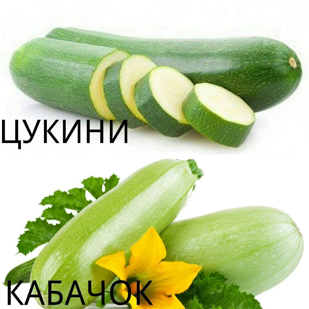 Чем отличается цукини от обычных кабачков. Отличие цукини и кабачка. цукини и кабачки разница. цукини отличие от кабачков. отличие кабачка от цукини.