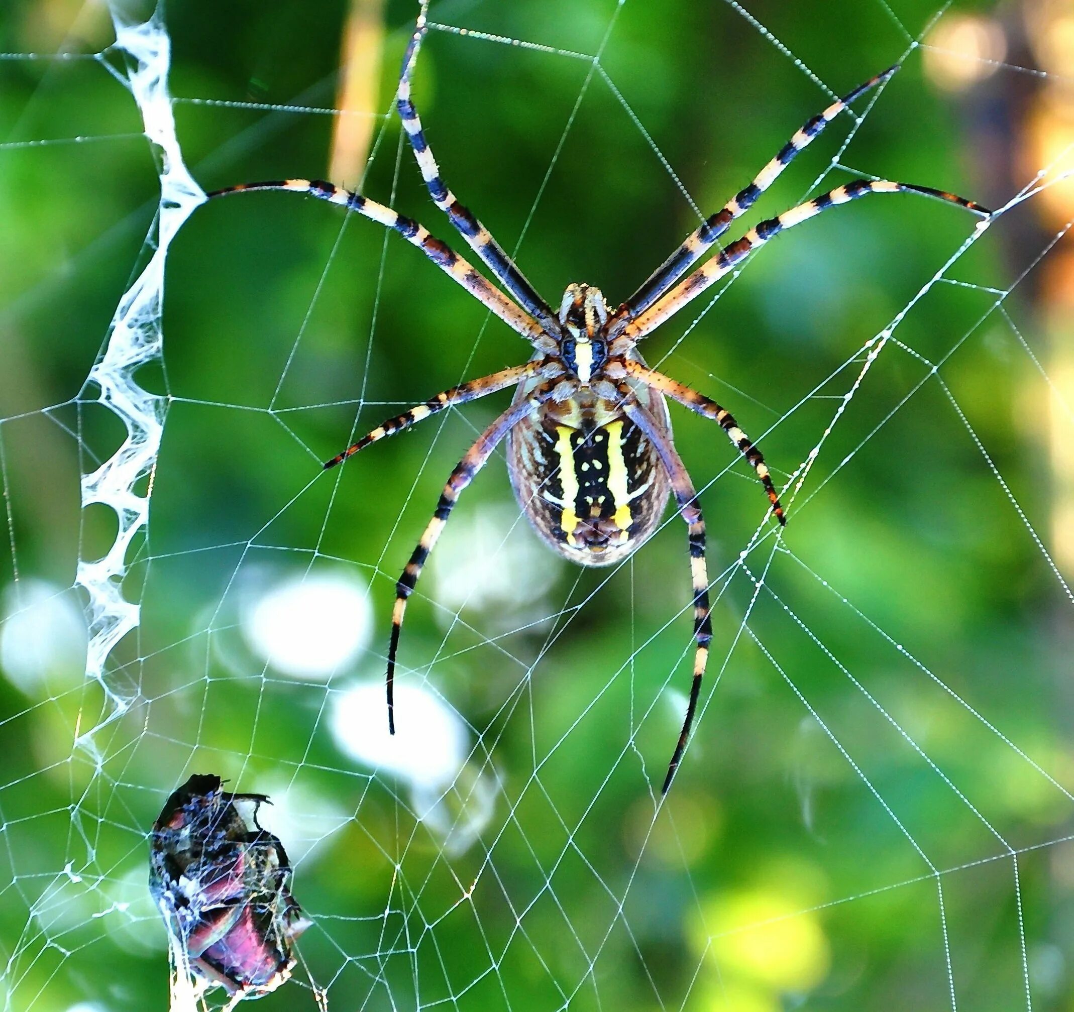 Паук Мизгирь крестовик. Araneus diadematus - крестовик. Крестовик Сибирский паук Сибирский. Паук Аргиопа паутина.