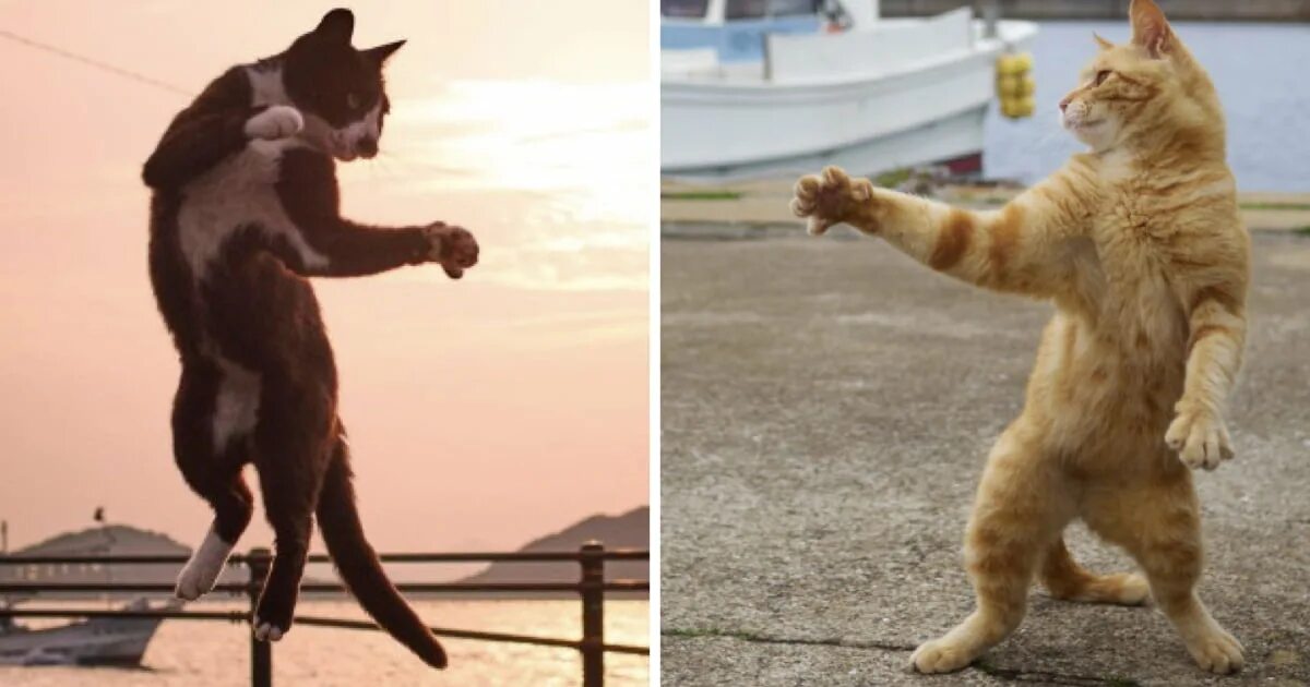 Кунг фу кот. Кот кунг фу. стиль кошки кунг фу. кот охотник. коты фу.