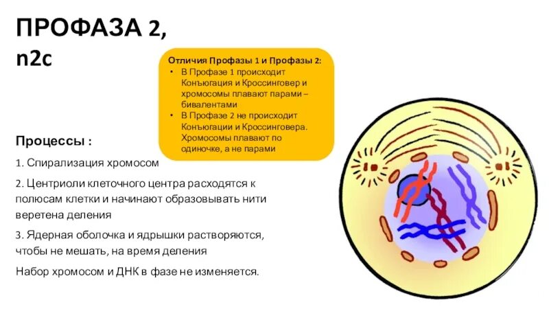 Удвоение центриолей спирализация хромосом. Расхождение центриолей. Центриолей к полюсам клетки. Уентриоли к полбсам коетки.. Центриоли расходятся к полюсам клетки.