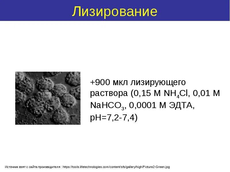 Лизировать это. Лизирование клеток. лизирование. лизированные. лизировать.