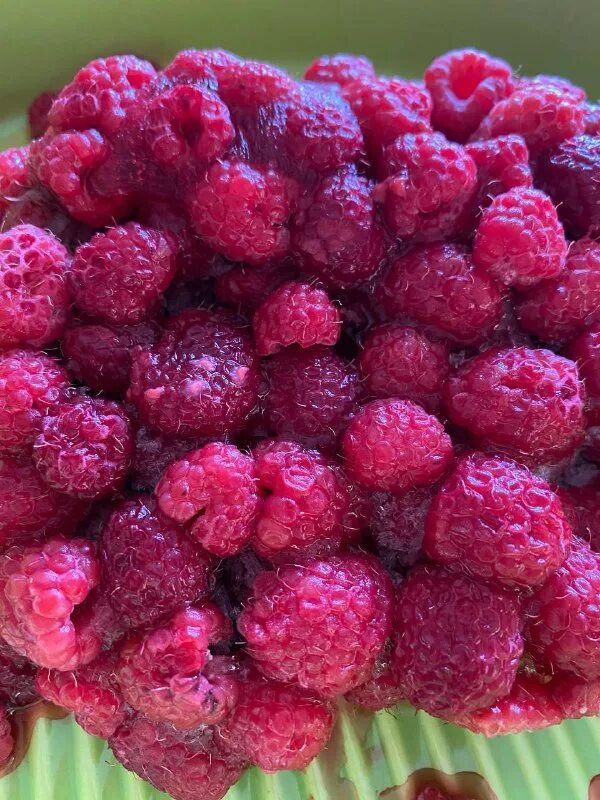 малина ремонтная сорт карамелька. спортивная малина. красные бананы с запахом малины. малина картинка. она пахнет как малина.