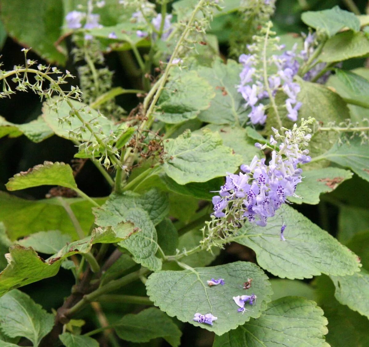 Шпороцветник. Плектрантус шпороцветник. Plectranthus fruticosus. Плектрантус шлемниковидный. Плектрантус Мона Лавендер.