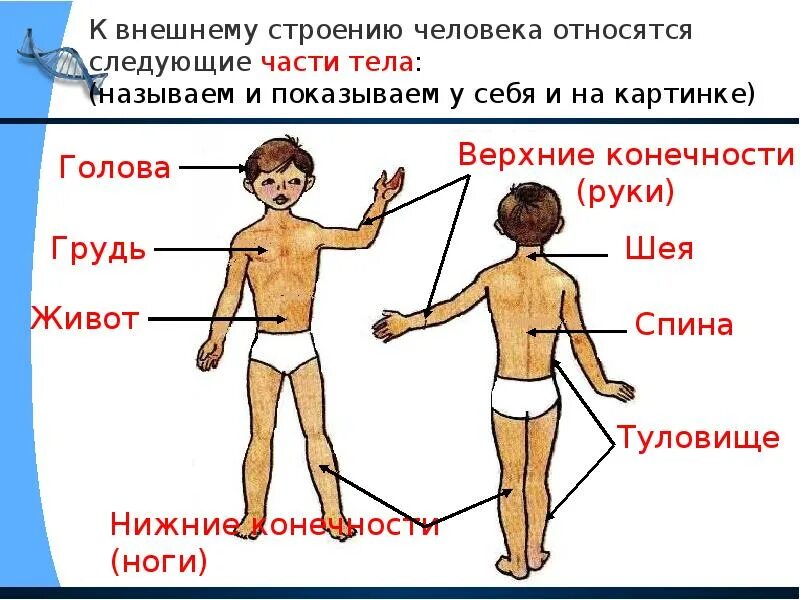 Части тела человека. Название частей тела. Строение человека название частей тела. Части тела человека названия картинки. Презентация части тела человека.