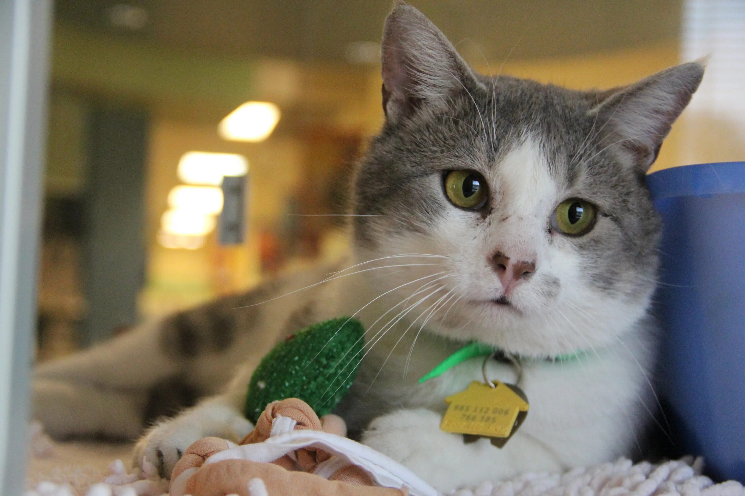 Healthy animals. Healthy animals. Самые популярные домашние животные. Энимал хелс. Животные с таблетками.