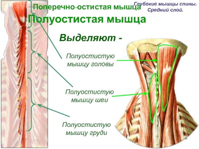 Глубокая поясница. Поперечно остистая мышца функции. Мышцы спины поперечно-остистая мышца. Глубокие мышцы. Глубокий слой мышц.