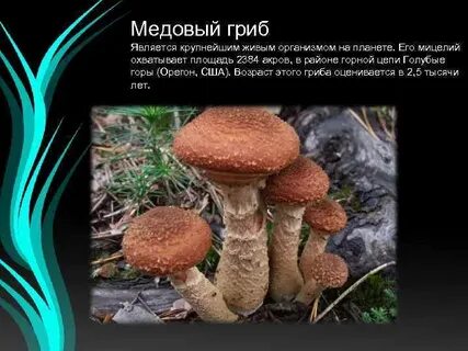 5 интересных фактов грибах