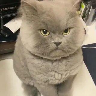 Кот разозлился