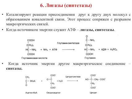 Один фермент катализирует несколько разных реакций