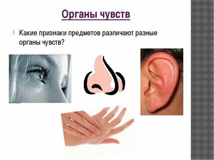 Создание новых органов чувств