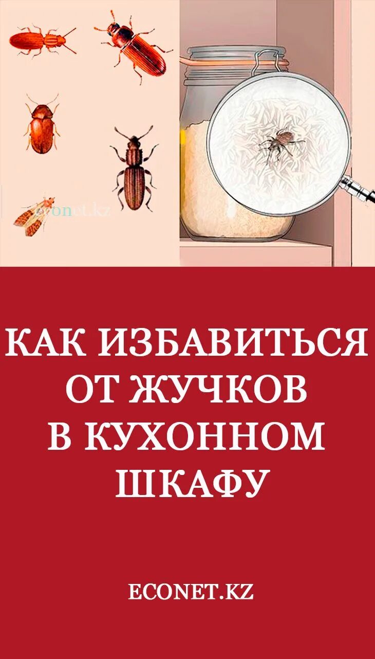 Как вывести жучков в шкафу. Мелкие насекомые в кухонном шкафу. жучки в кухонных шкафах. избавиться от жучков на кухне. букашки в крупах и на кухне.
