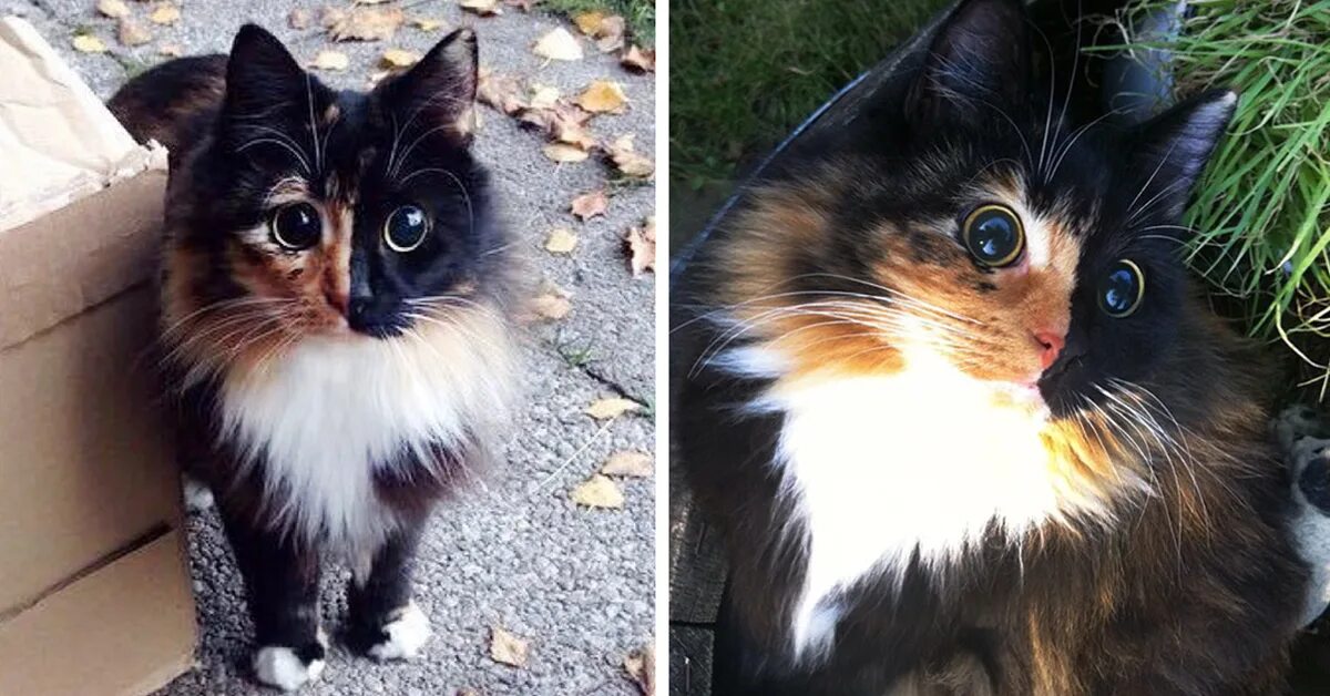Какой кот похож