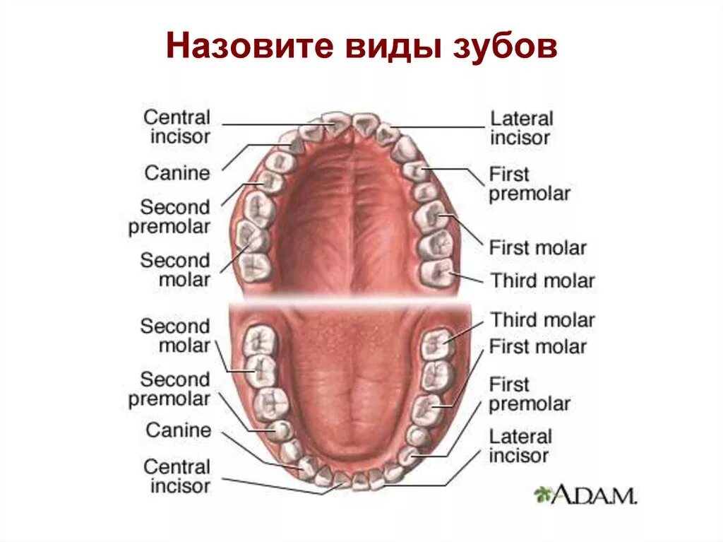 Зубы человека. Название зубов. Строение постоянных зубов. Челюсть на английском