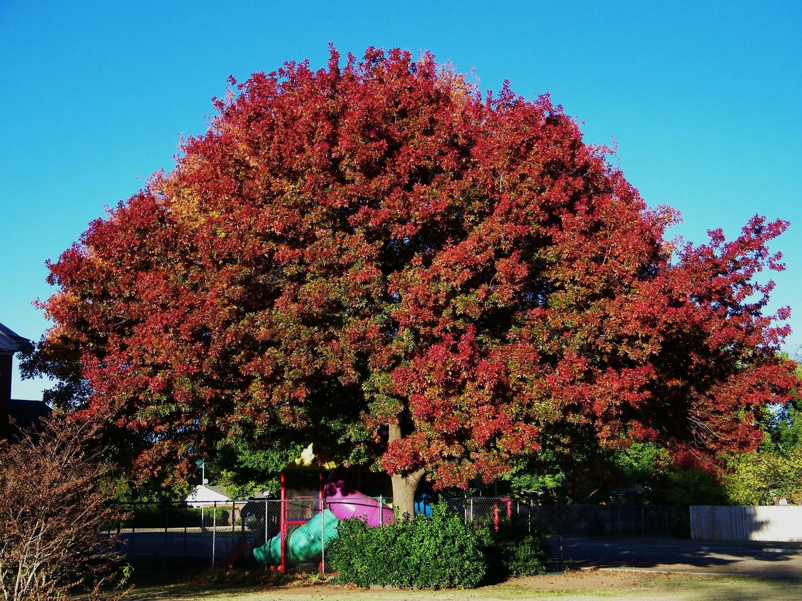 Red heights. Дуб красный Quercus rubra. Дуб канадский краснолистный. Дуб красный, Северный Quercus rubra. Клён канадский краснолистный.