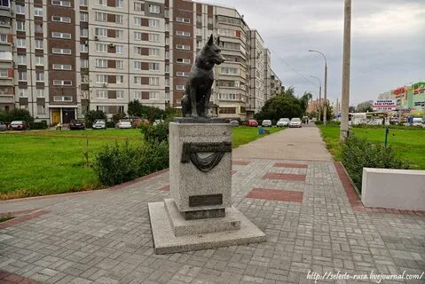 Собаки в тольятти