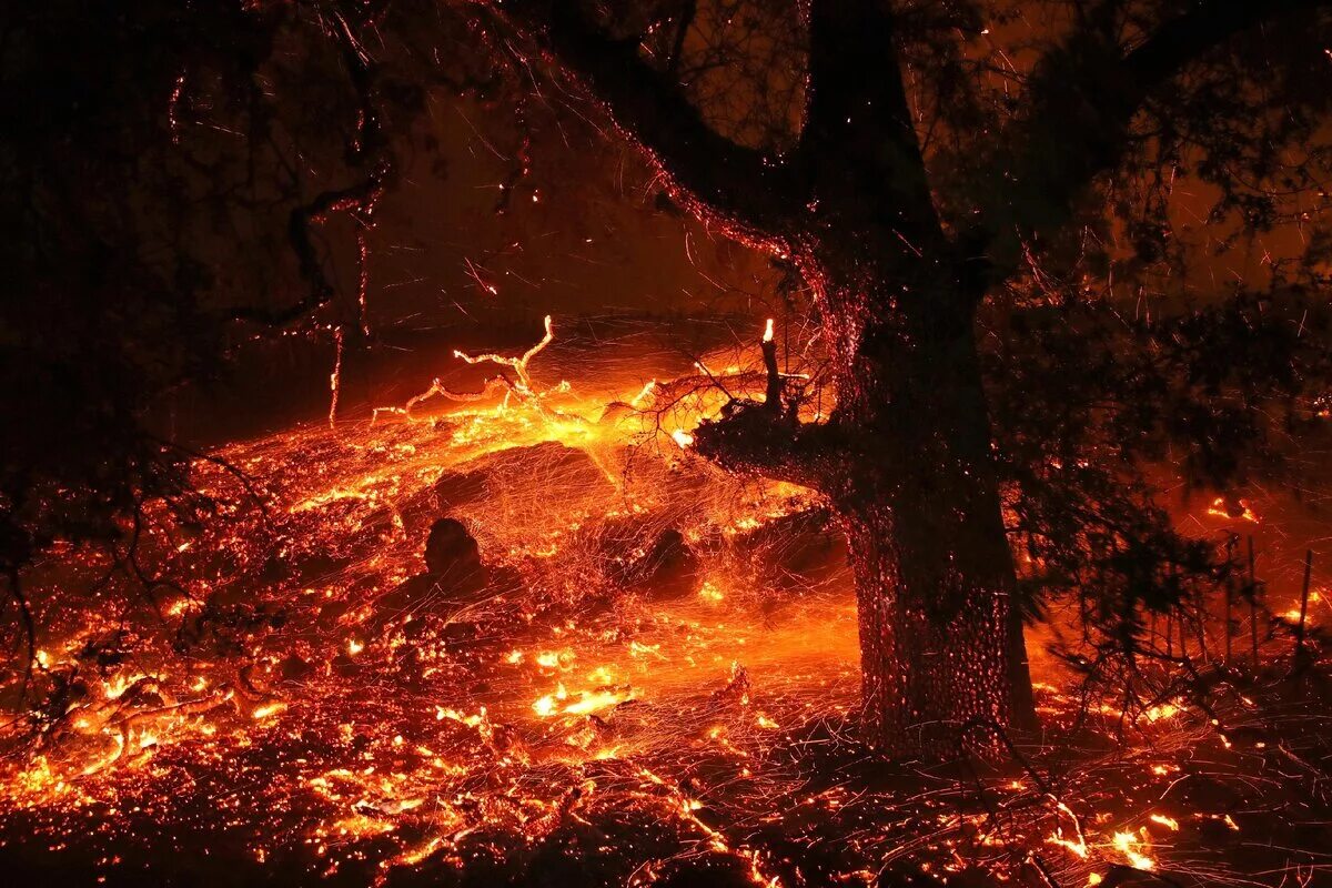 Огонь лес окно. Лес в огне. дерево в огне. горящее дерево в лесу. сказочный горящий лес.