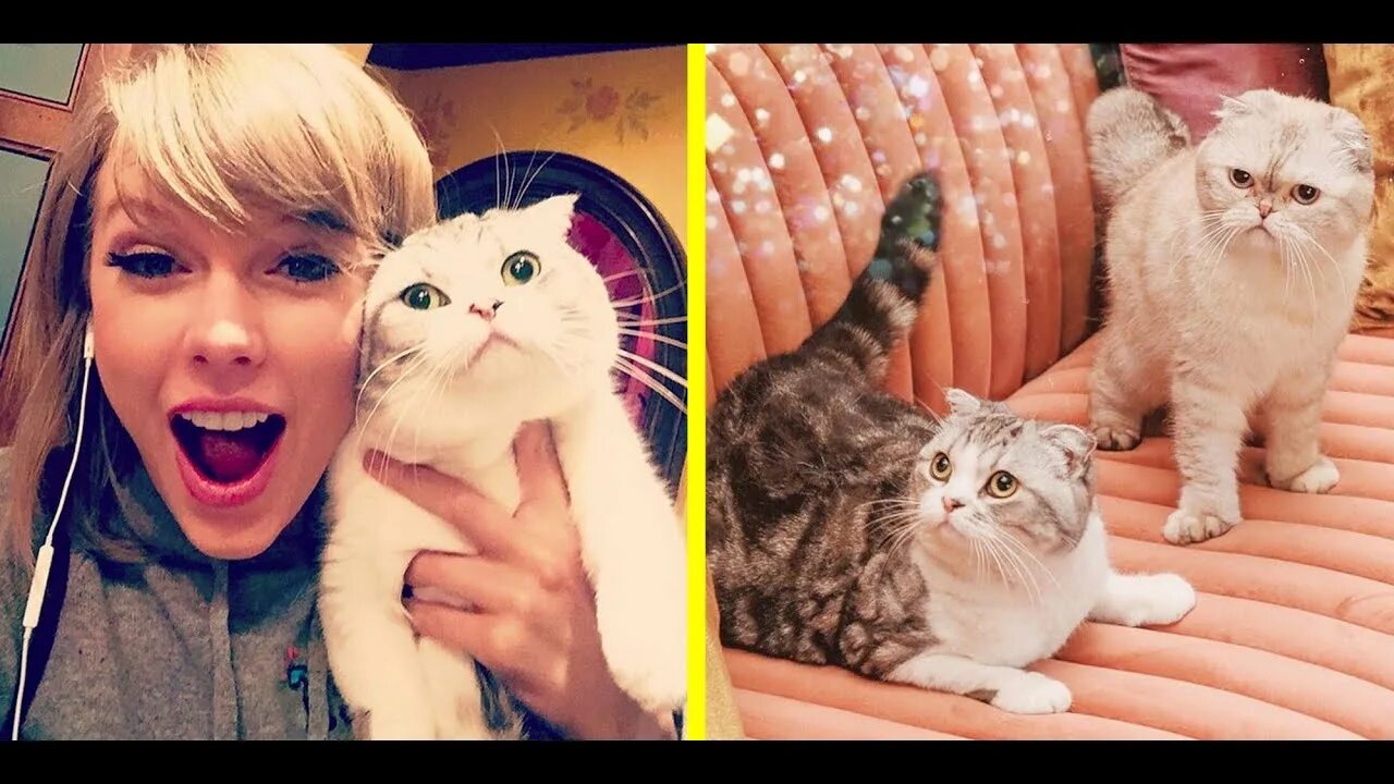 Swift cat. Olivia cat only fans.
