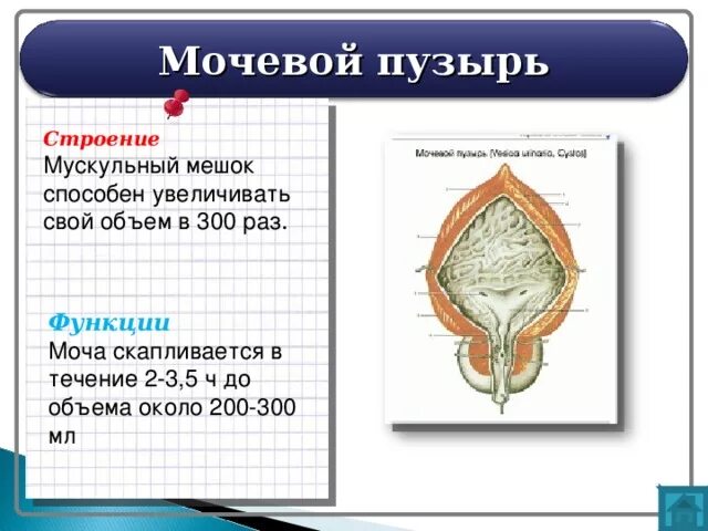 Особенности строения мочевого пузыря. Внутреннее строение мочевого пузыря анатомия. Строение мочевого пузыря медунивер. Мочевой пузырь анатомия внешнее строение.