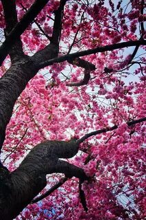 Gorgeous cherry blossom перевод
