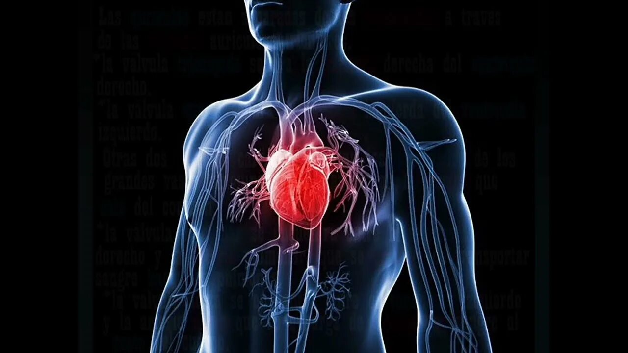 Cardiac diseases. Cardiac diseases. Cardiac diseases. Cardiac diseases. Фотографии человеческого сердца.