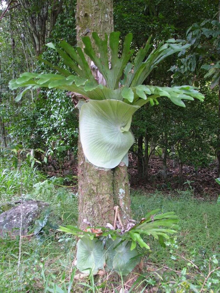 платицериум бифуркатум. растение рог. платицериум, плоскорог, олений рог, platycerium. платицериум бифуркатум. полиподиум папоротник олений рог.