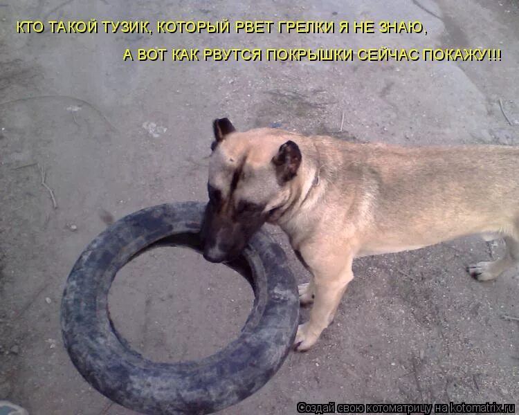 Бездомные животные. Она не придёт её разорвали собаки текст. Она не придет ее разорвали собаки текст. Цитаты из фильмов. Она не придет ее разорвали собаки текст.