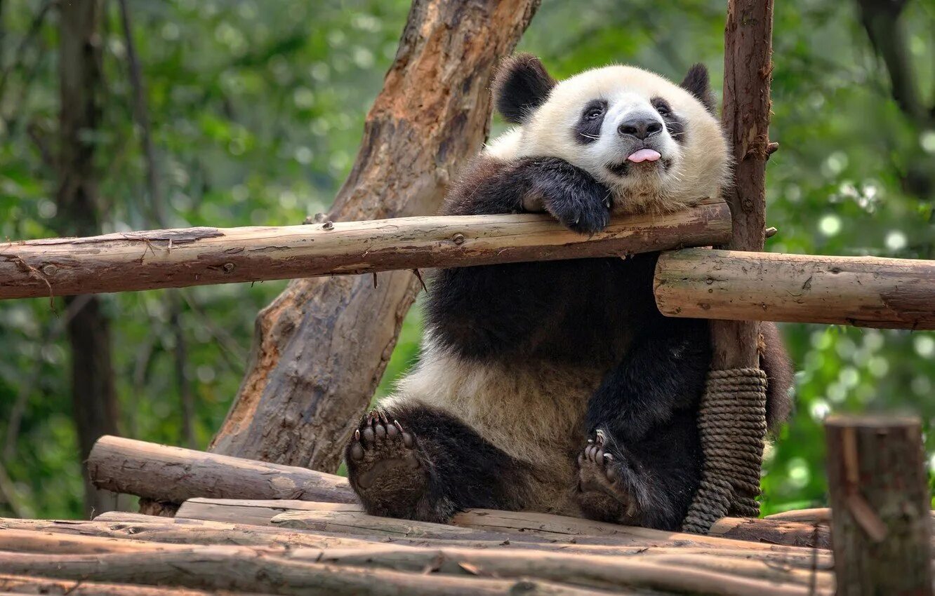 панда улыбается. смешная панда. очковая панда. забавные панды. прикольные пандочки.