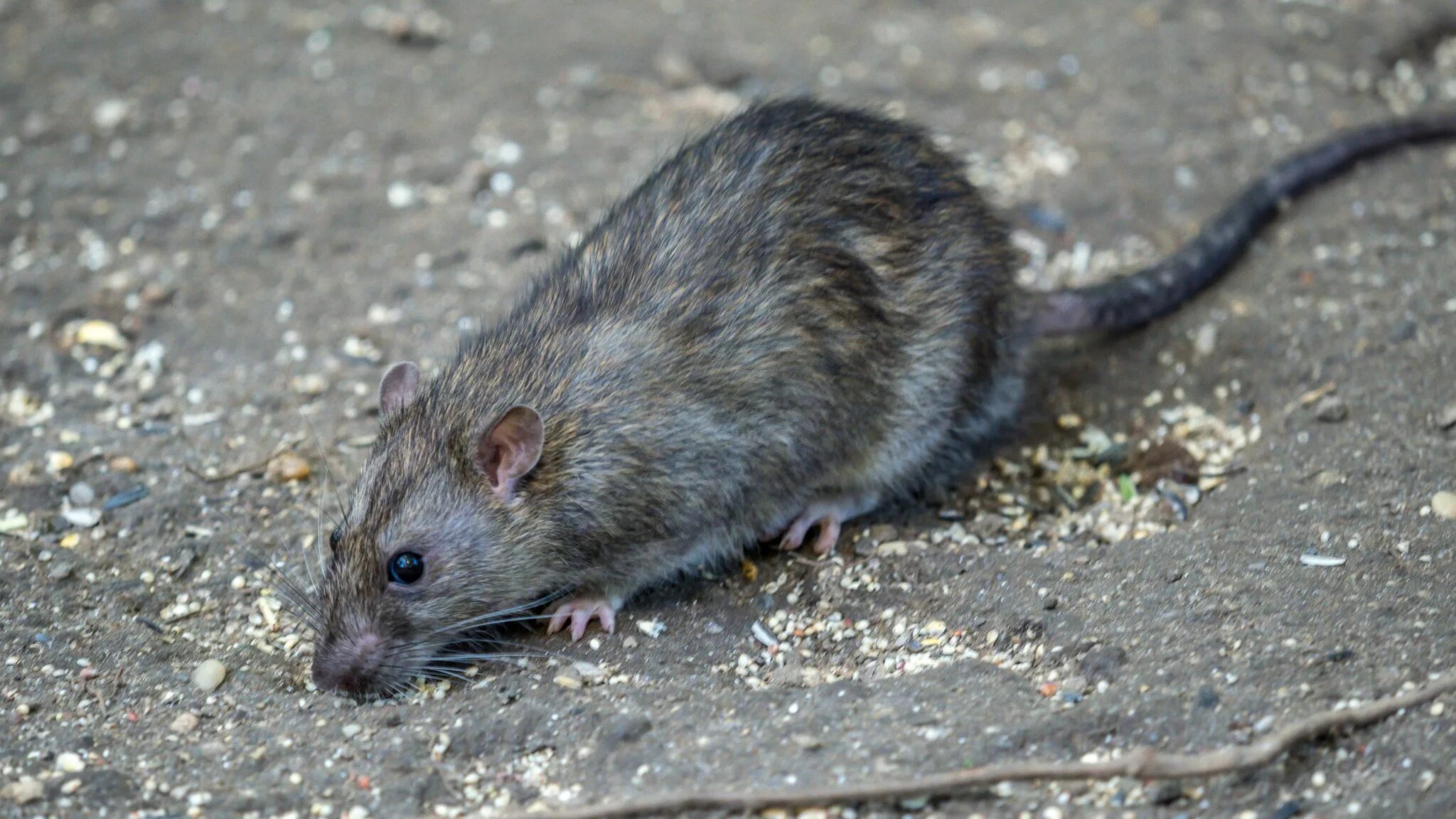 Rats - Barmac Pty Ltd