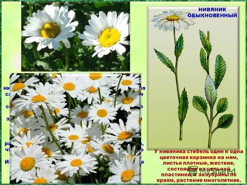 соцветие ромашки аптечной. ромашка аптечная классификация растения 5 класс биология. систематика ромашки аптечной. подцарство ромашки аптечной. какой отдел у ромашки.