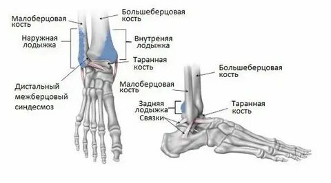 Лодыжка на ноге у человека это где