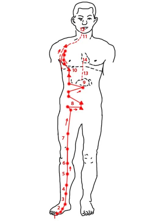 инь меридианы