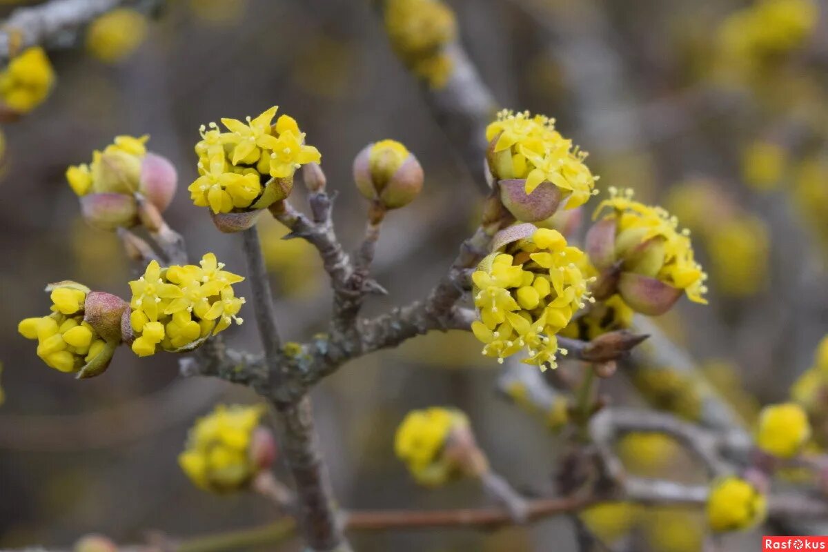 кизил цветение. кизил цветет. кизил кустарник цветение. кизил обыкновенный цветение. как цветет кизил.